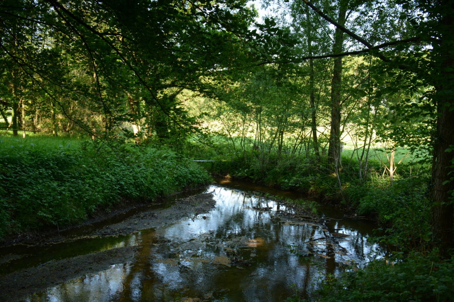 Mosbeek, Nico Kloek