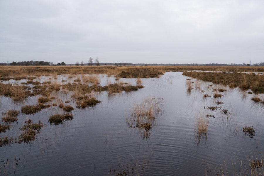 Het Wierdense Veld wordt steeds natter