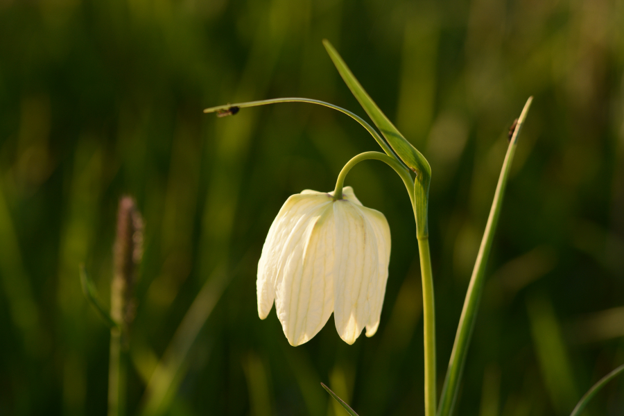 Kievitsbloem, Buitenlanden Langenholte Zwolle