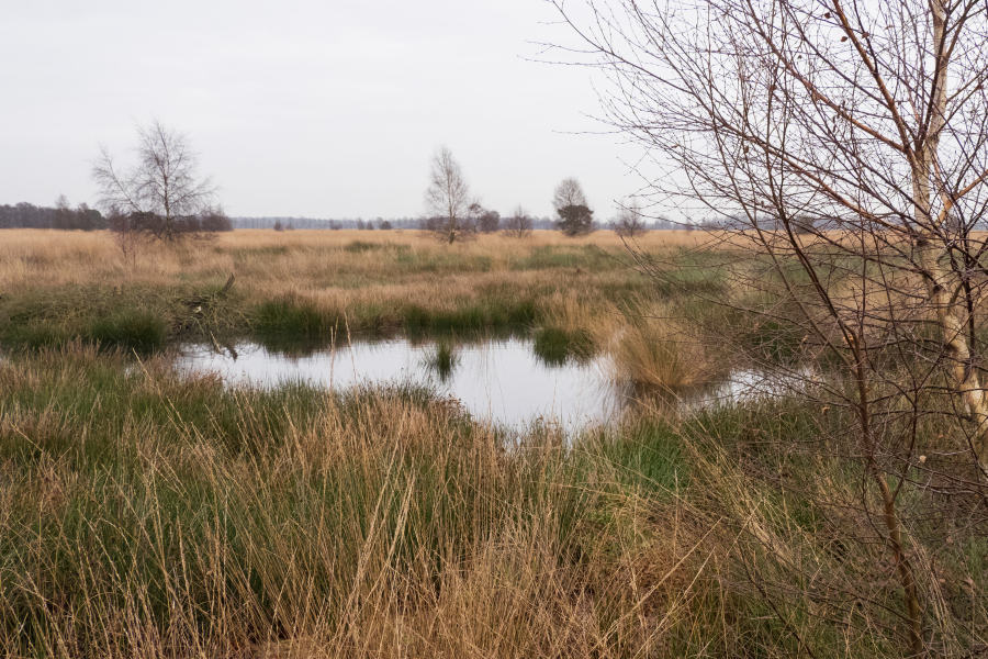 Wierdense Veld