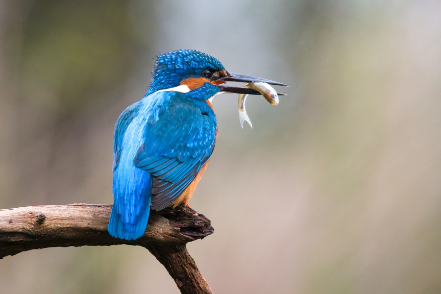 IJsvogel met vis