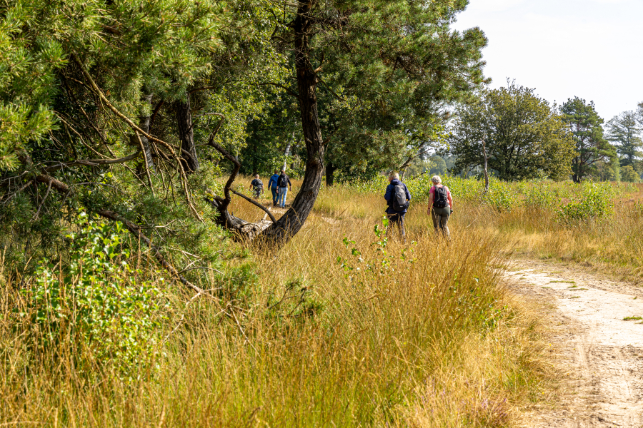 Boetelerveld