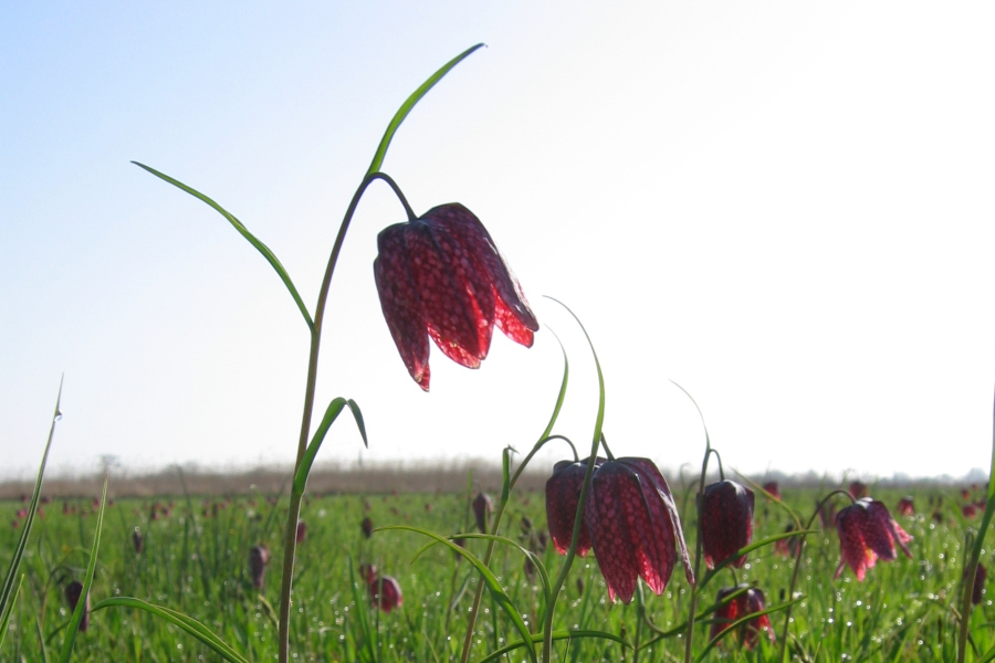 Kievitsbloemen