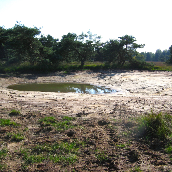 Boetelerveld