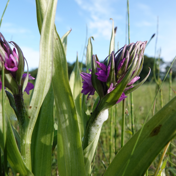 Rietorchis 