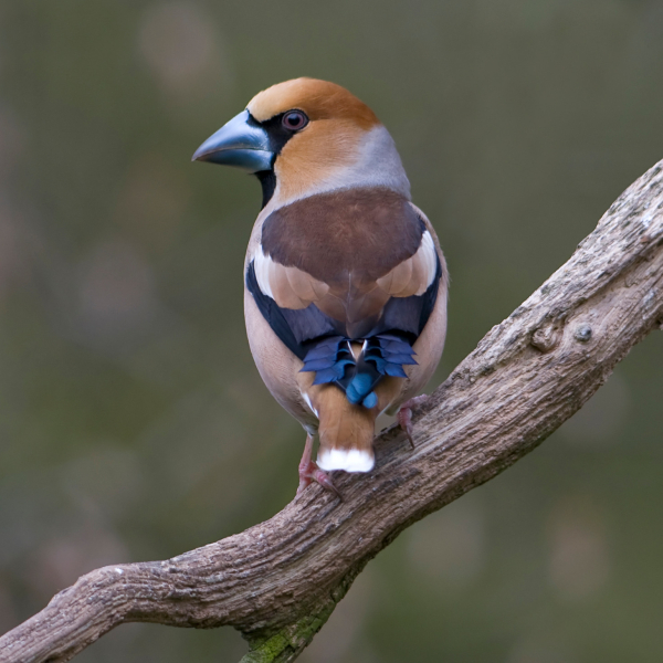 Appelvink