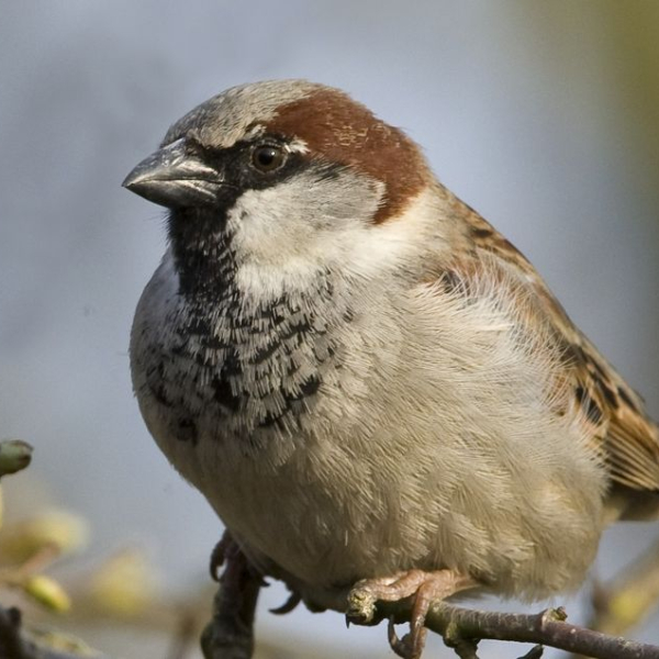 Huismus 