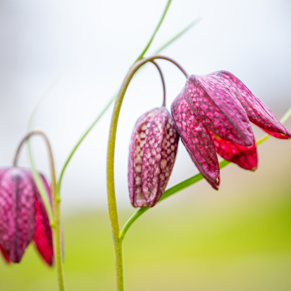Kievitsbloem