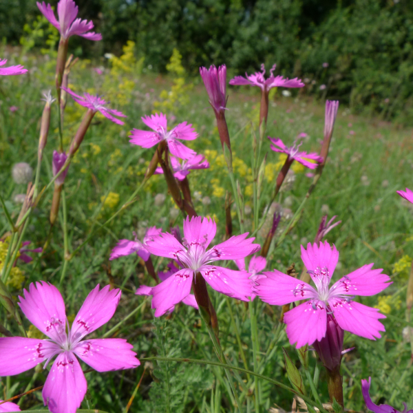 Steenanjer 