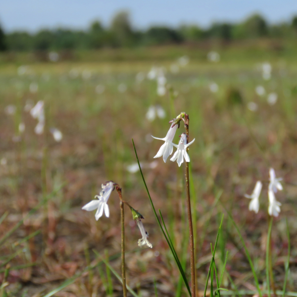 Waterlobelia