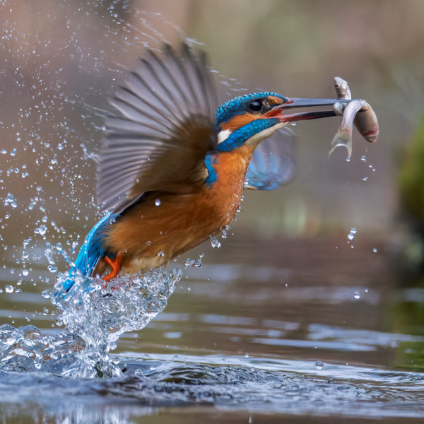 IJsvogel