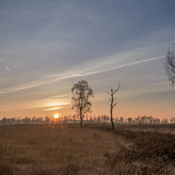 Aamsveen 