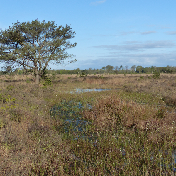Wierdense Veld