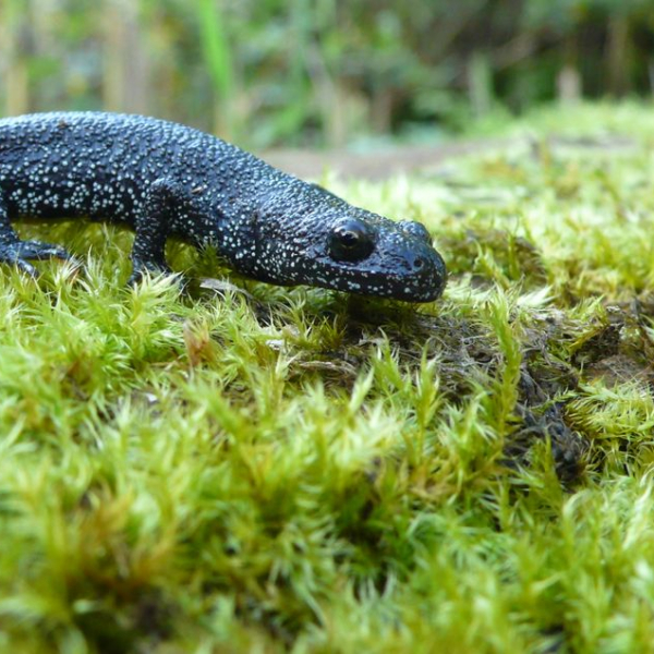 Kamsalamander 