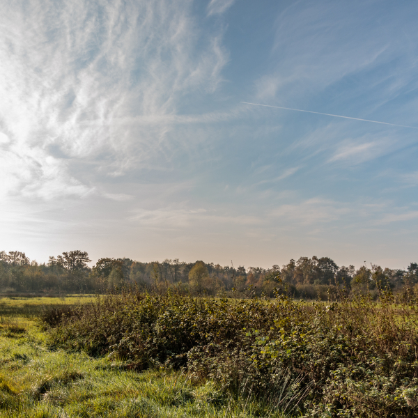 Aamsveen