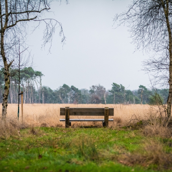 Bankje Boetelerveld 