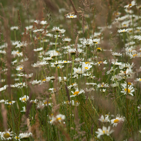 Margrieten