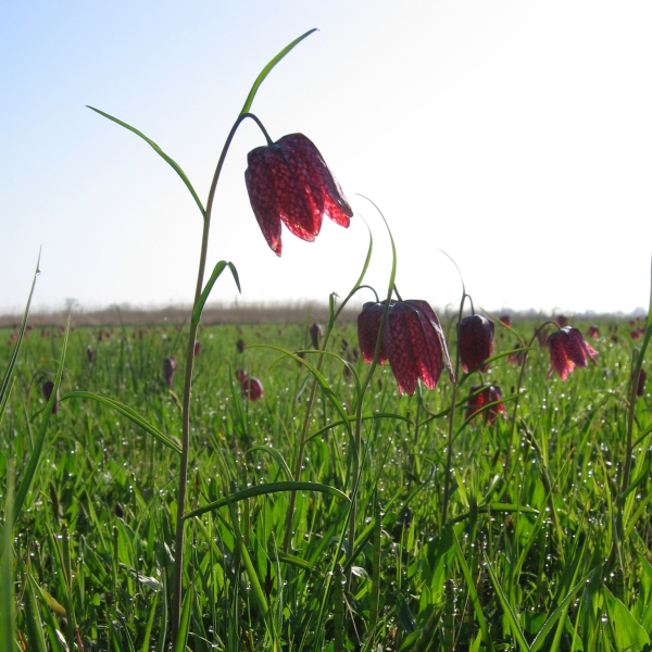 Kievitsbloemen